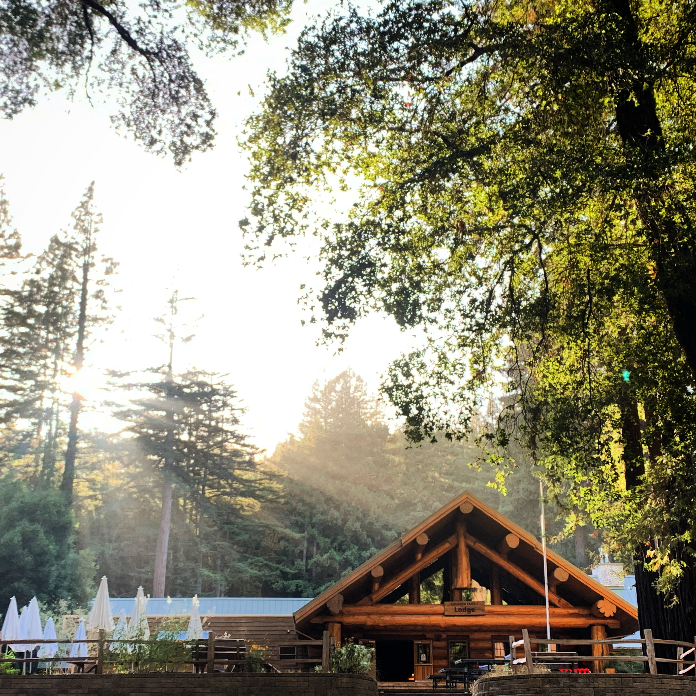 Light shines through the redwood trees onto a log cabin style lodge