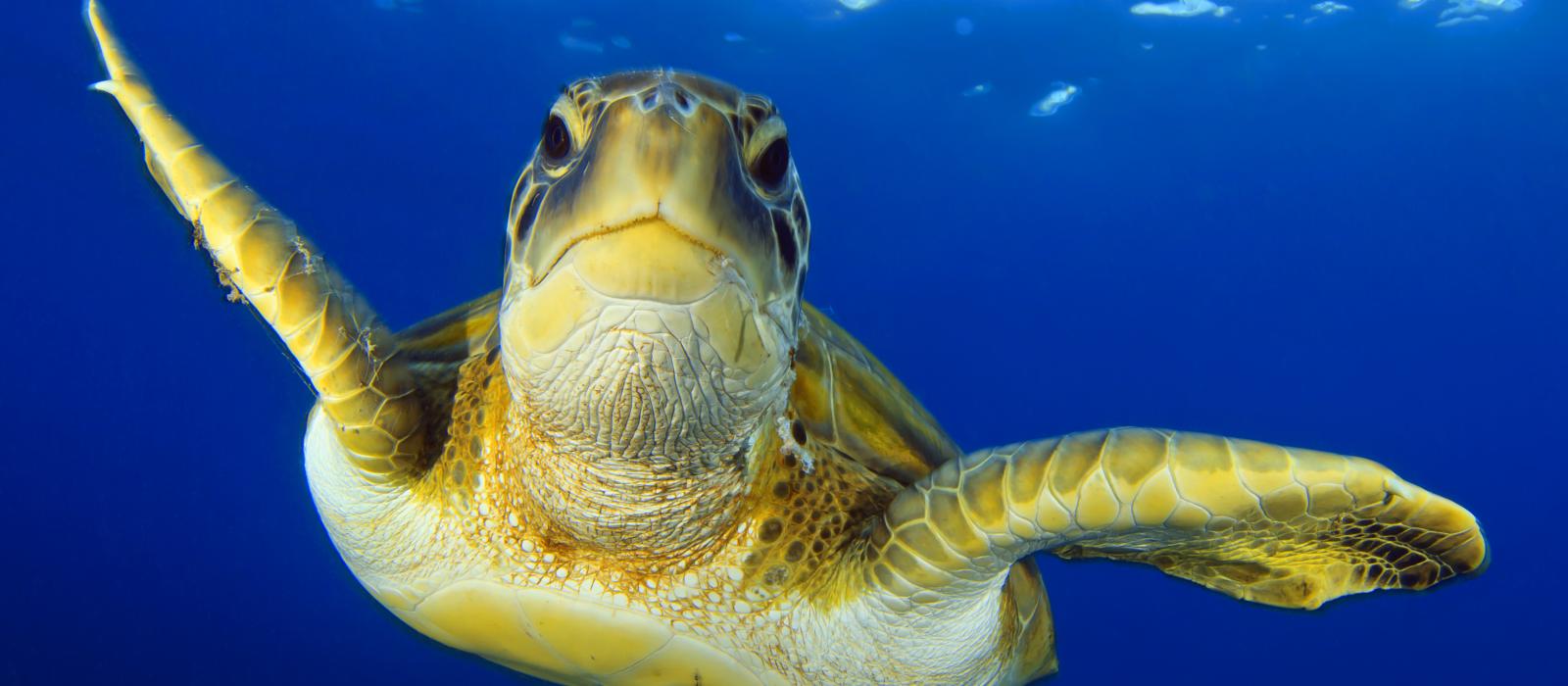 sea turtle