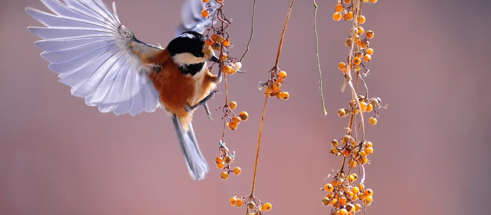 A flying bird on a hanging stem of berries