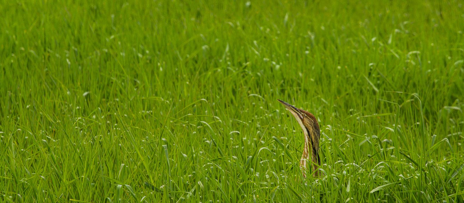 Bittern