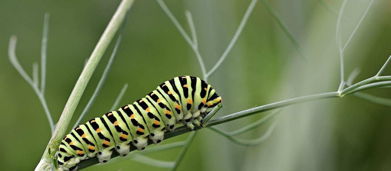 A green and black-striped caterpillar crawling on a stem