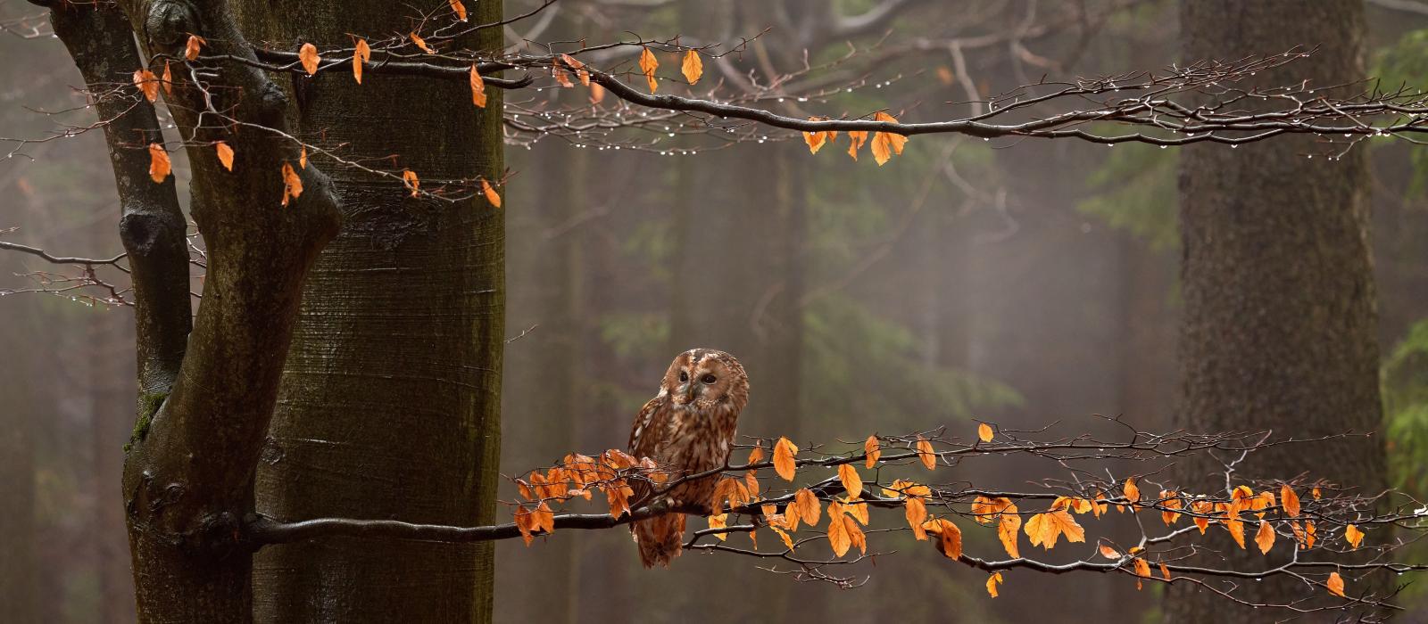 owl on tree branch