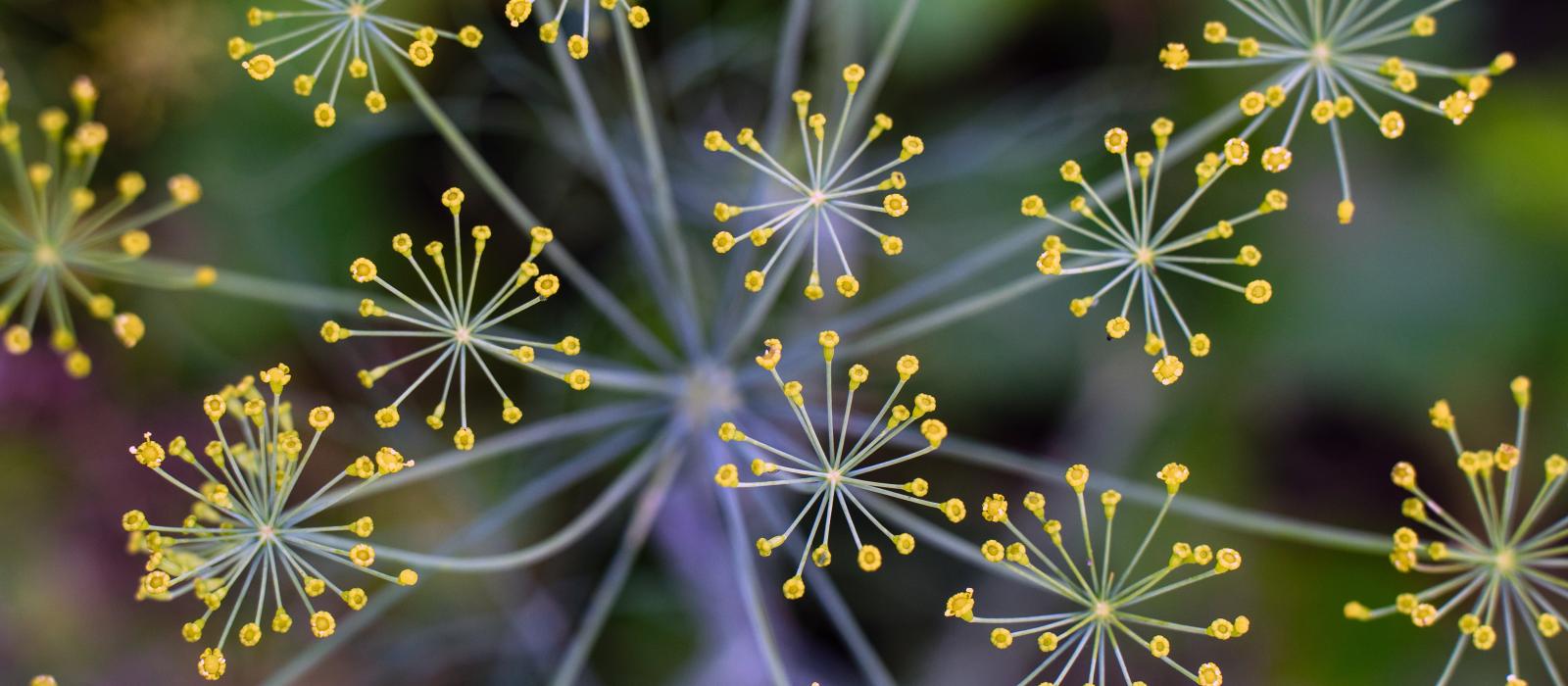 Looking from a bird's eye view, a close-up of small yellow flowers connected radially by a node